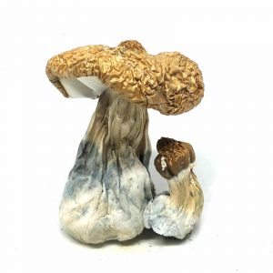 Costa Rican Mushrooms
