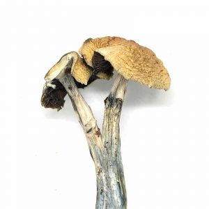 South American Mushrooms