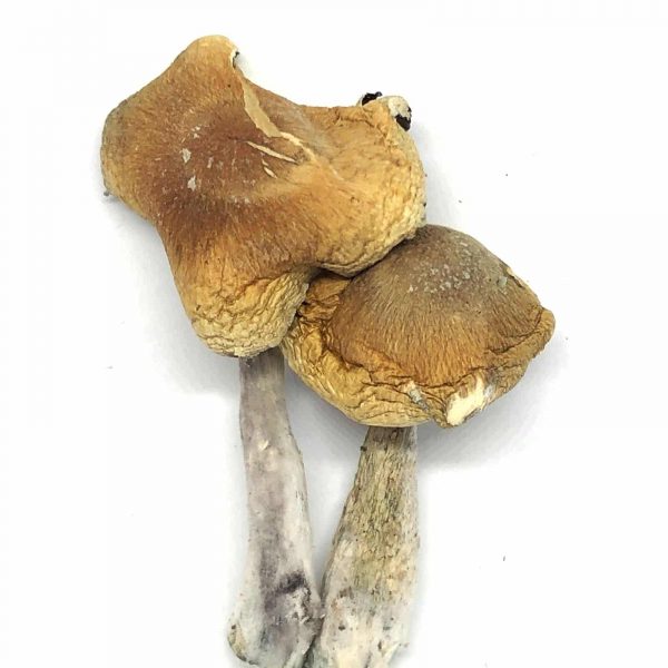 Wollygong Mushroom Strain