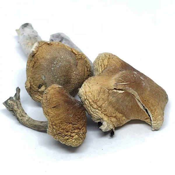 wollygong magic mushrooms
