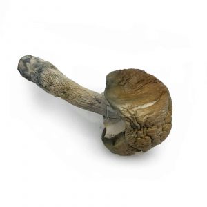 Huautla Mushrooms