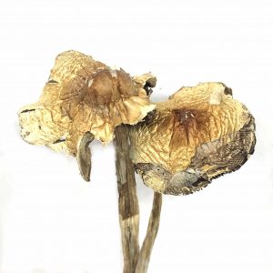 Huautla Mushrooms